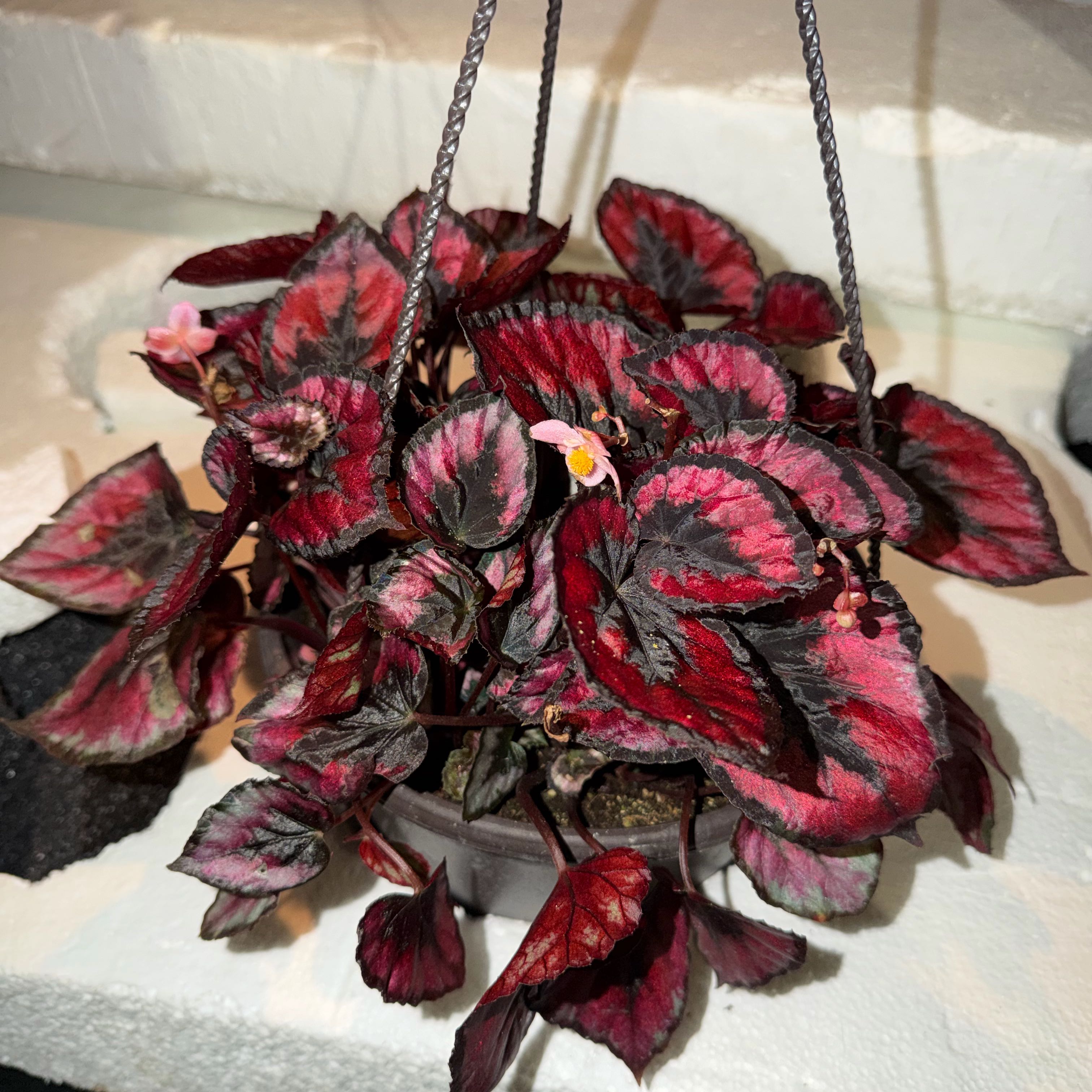 Photo of the plant species Rex Begonia Red Kiss by @ModelDaboecia26 named Gaga on Greg, the plant care app