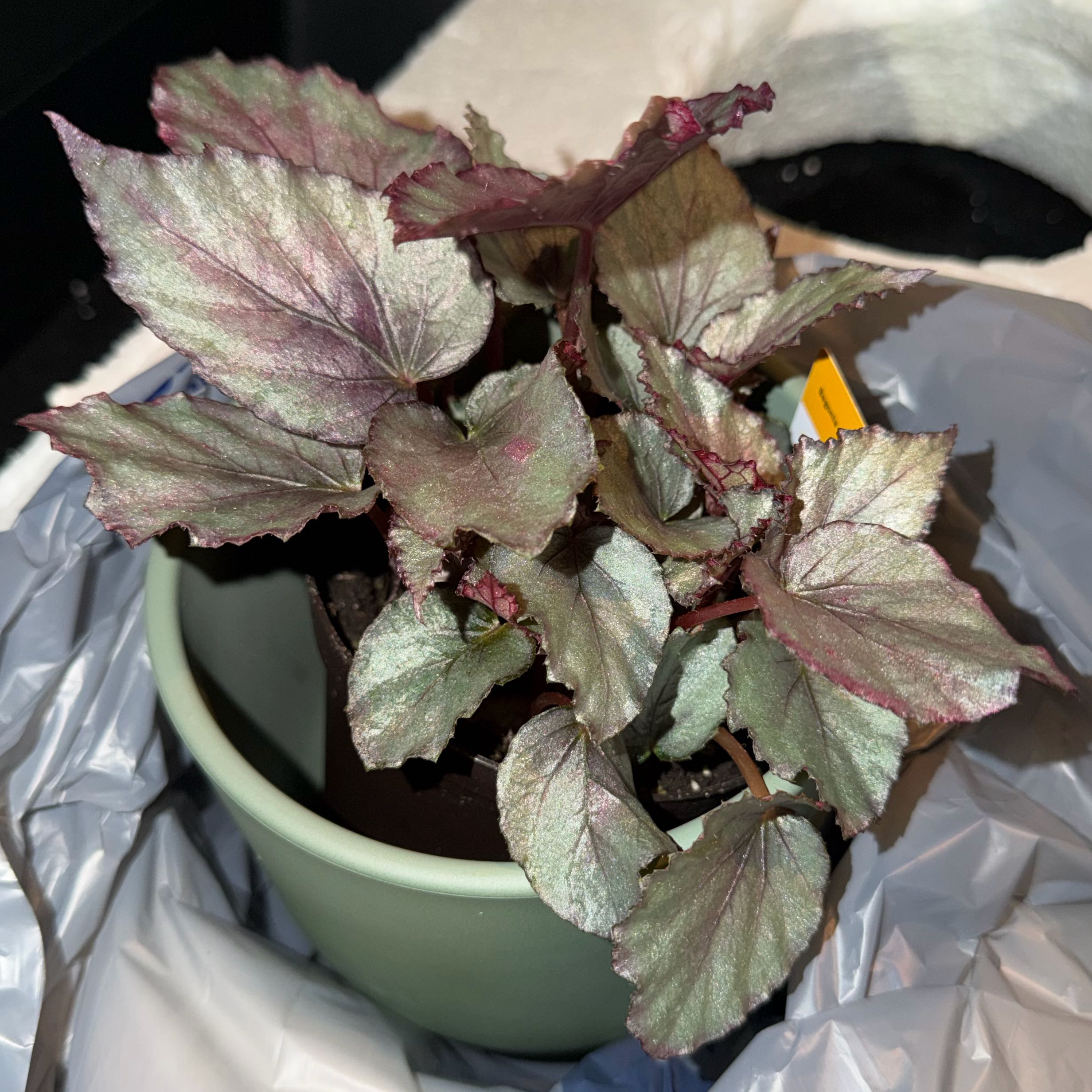 Photo of the plant species Maori Haze Begonia by @ModelDaboecia26 named Lola on Greg, the plant care app