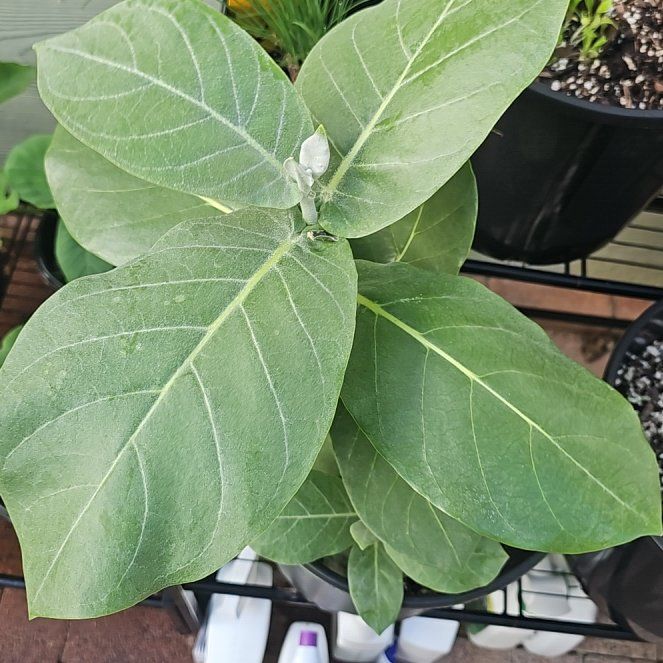 Photo of the plant species Crown Flower by @YesZzplant61 named Zion on Greg, the plant care app