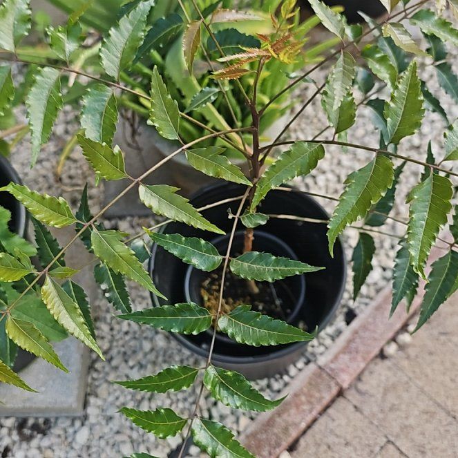 Photo of the plant species Neem by @YesZzplant61 named Xena on Greg, the plant care app