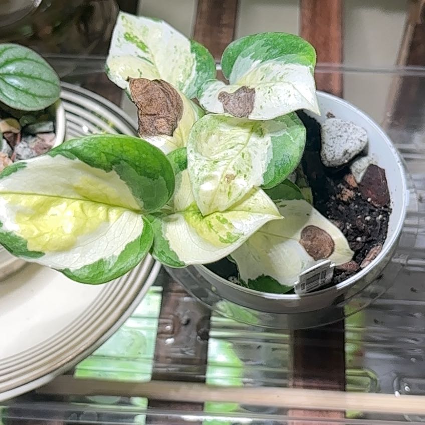 Photo of the plant species Japanese Global Pothos by @FabCurlyheads54 named Anne on Greg, the plant care app