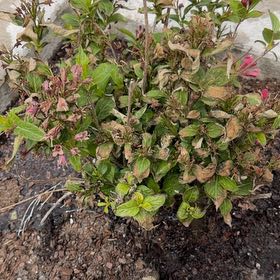 Photo of the plant species Sonic Bloom Weigela by @GnarlyApple27 named Queen on Greg, the plant care app