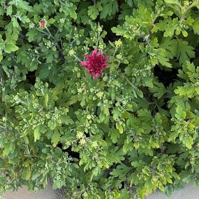 Photo of the plant species Giant Crego Aster by @GnarlyApple27 named Duke on Greg, the plant care app