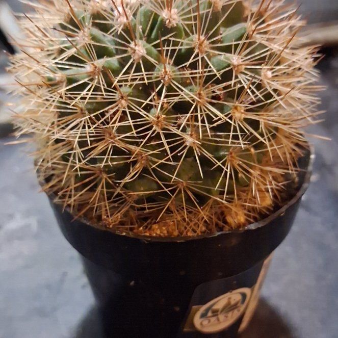 Spike Leaves