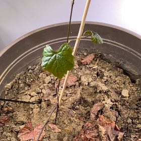 Photo of the plant species Muscadine Grape by @ModelSquash named Foxxy on Greg, the plant care app