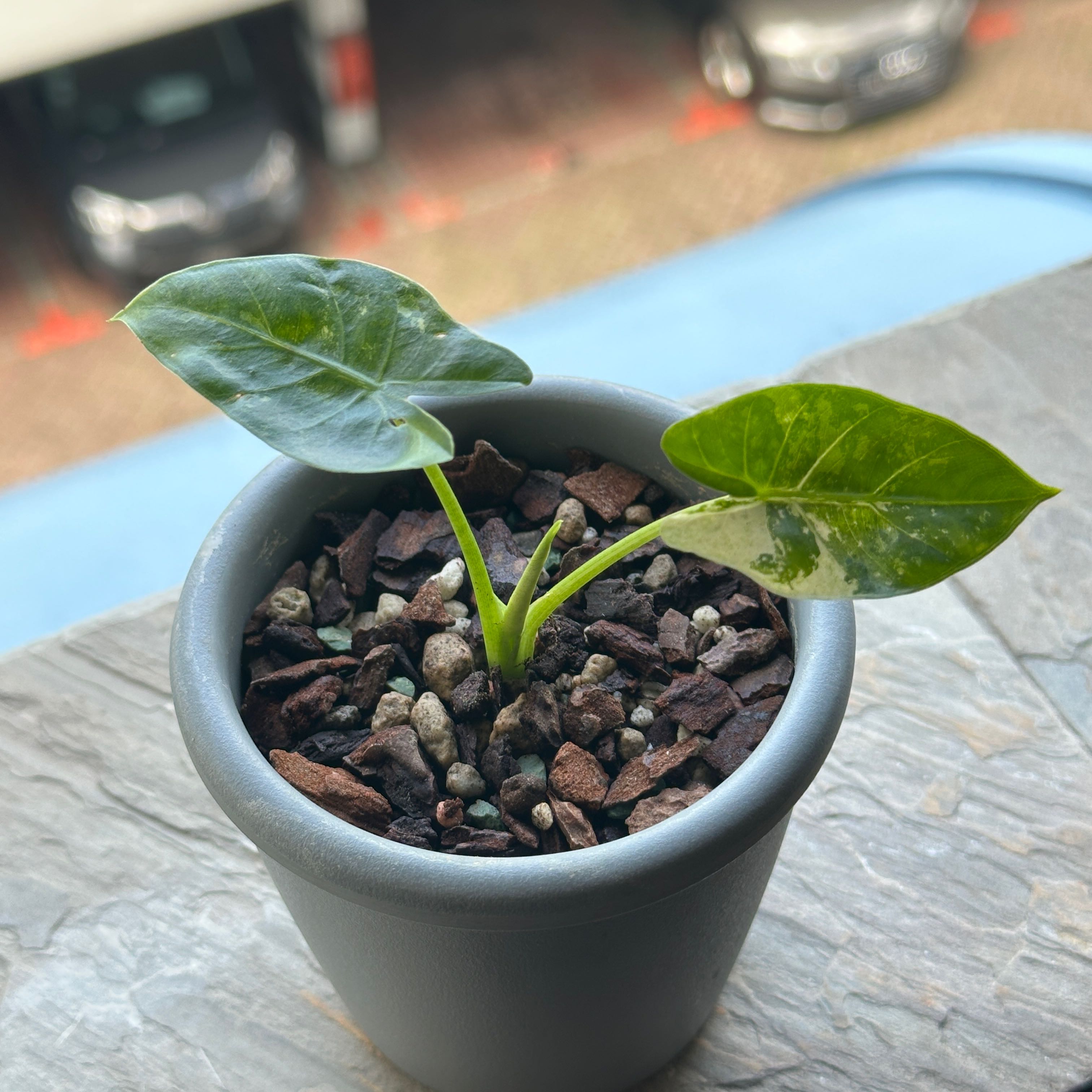 Photo of the plant species Alocacia Macrorrhiza Variegeta by @stubirddd named Mackenzie on Greg, the plant care app
