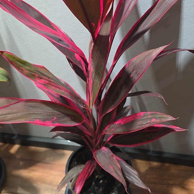 Photo of the plant species Hawaiian Ti Plant 'Florica' by @wombat named Corinne on Greg, the plant care app