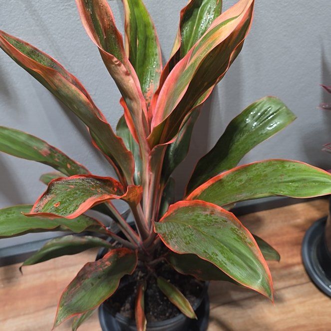 Photo of the plant species Cordyline fruticosa 'Pink Diamond' by @wombat named Cordelia on Greg, the plant care app