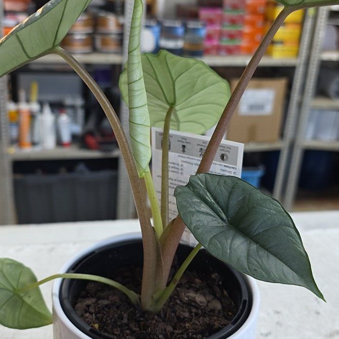 Photo of the plant species Alocasia Bisma Silver by @wombat named Allegra Valentina on Greg, the plant care app