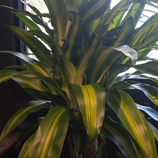 Photo of the plant species Dracaena Massangeana by @wombat named Keanu Leaves on Greg, the plant care app