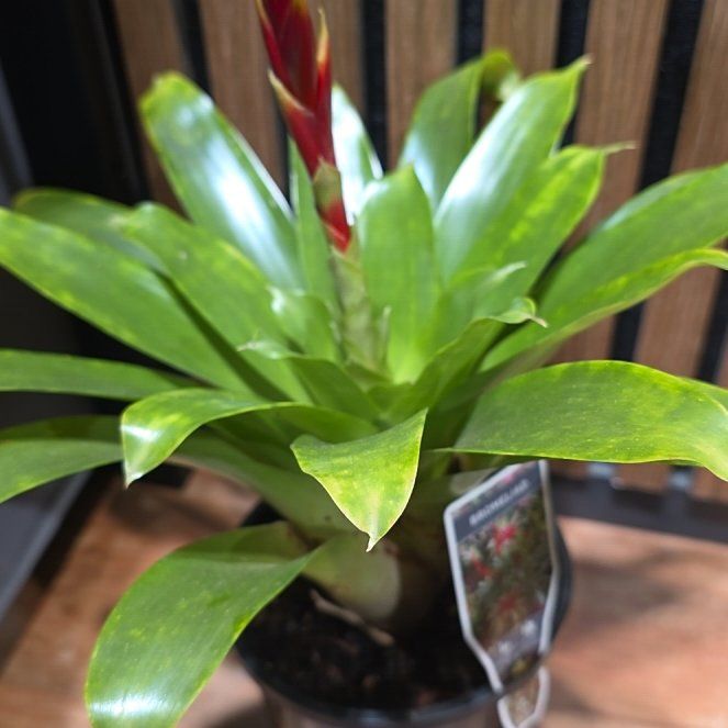 Photo of the plant species Bromeliad Vriesea by @wombat named Maya on Greg, the plant care app