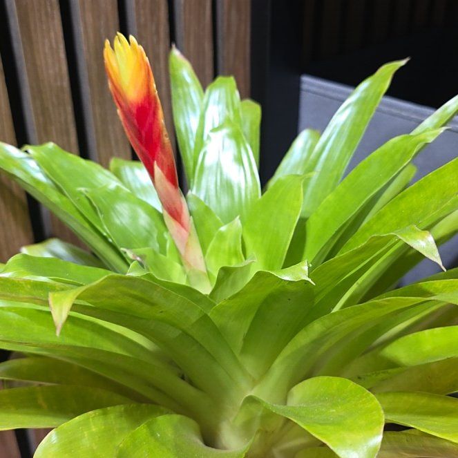 Photo of the plant species Bromeliad Vriesea by @wombat named Lola on Greg, the plant care app