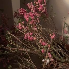 Photo of the plant species Winter Heath by @GleefulCatnip named Surya on Greg, the plant care app
