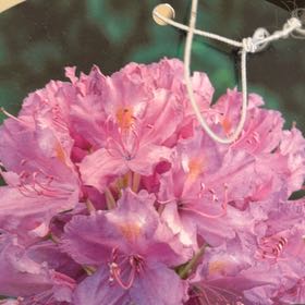 Photo of the plant species Flame Azalea by @DapperCanna85 named Cleopatra on Greg, the plant care app