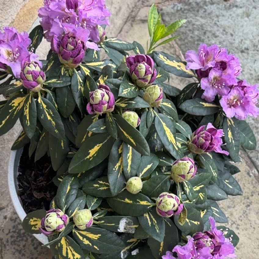 Photo of the plant species Pontian Rhododendron by @DapperCanna85 named Kendall on Greg, the plant care app