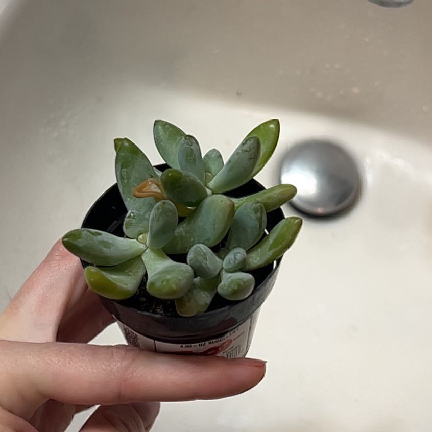Photo of the plant species Succulent by @YardMossfern95 named Spike Leaves on Greg, the plant care app