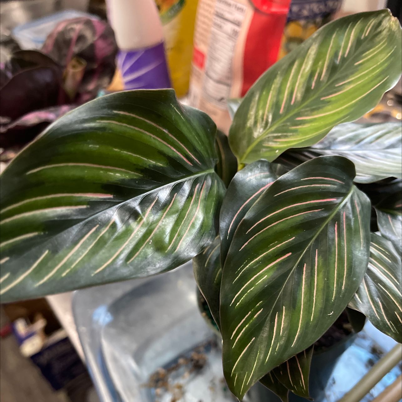Calathea 'Beauty Star' plant with vibrant green leaves and distinctive stripes.