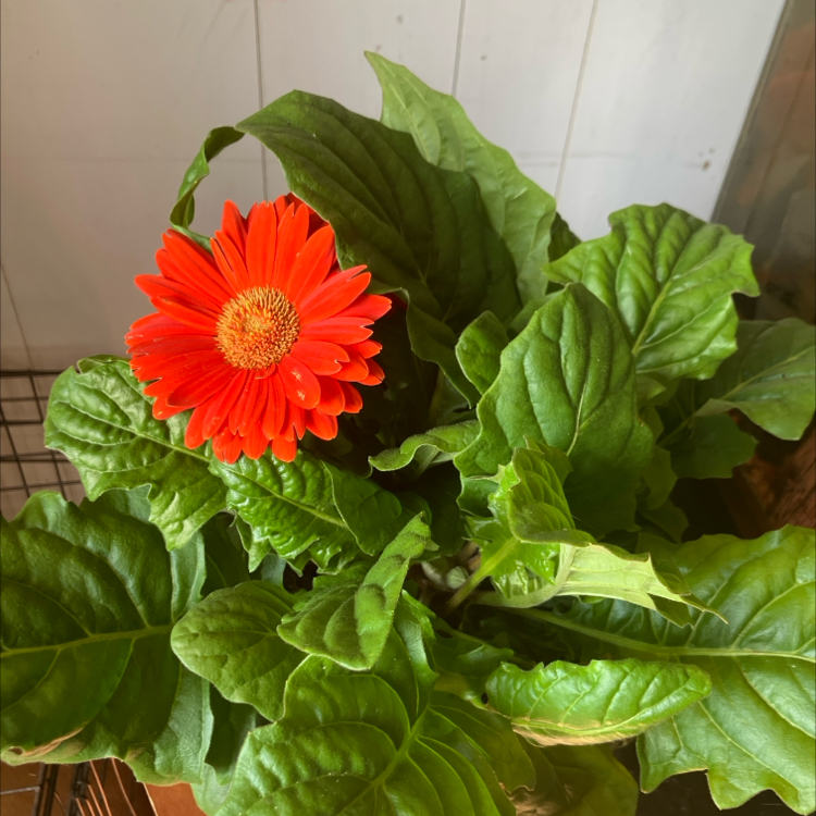 Photo of the plant species Transvaal Daisy by @uziloogiezz named Maya on Greg, the plant care app