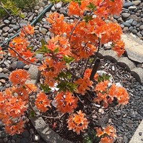 Photo of the plant species Flame Azalea by @SecureWychelm58 named Hamilton on Greg, the plant care app