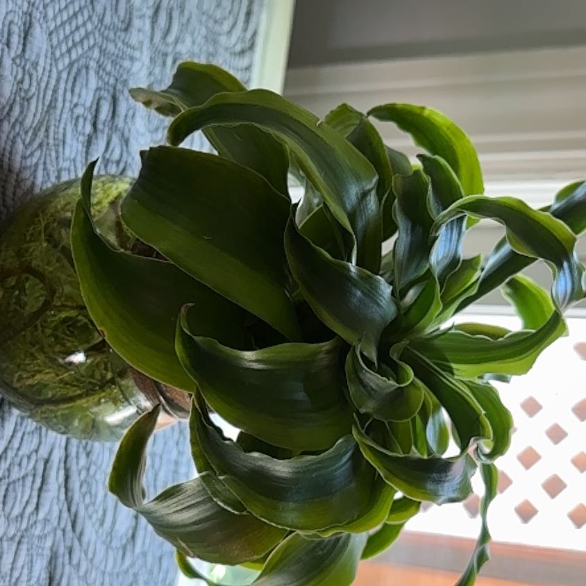 Photo of the plant species Dracaena 'Tornado' by @GreatCapeweed45 named Oscar on Greg, the plant care app