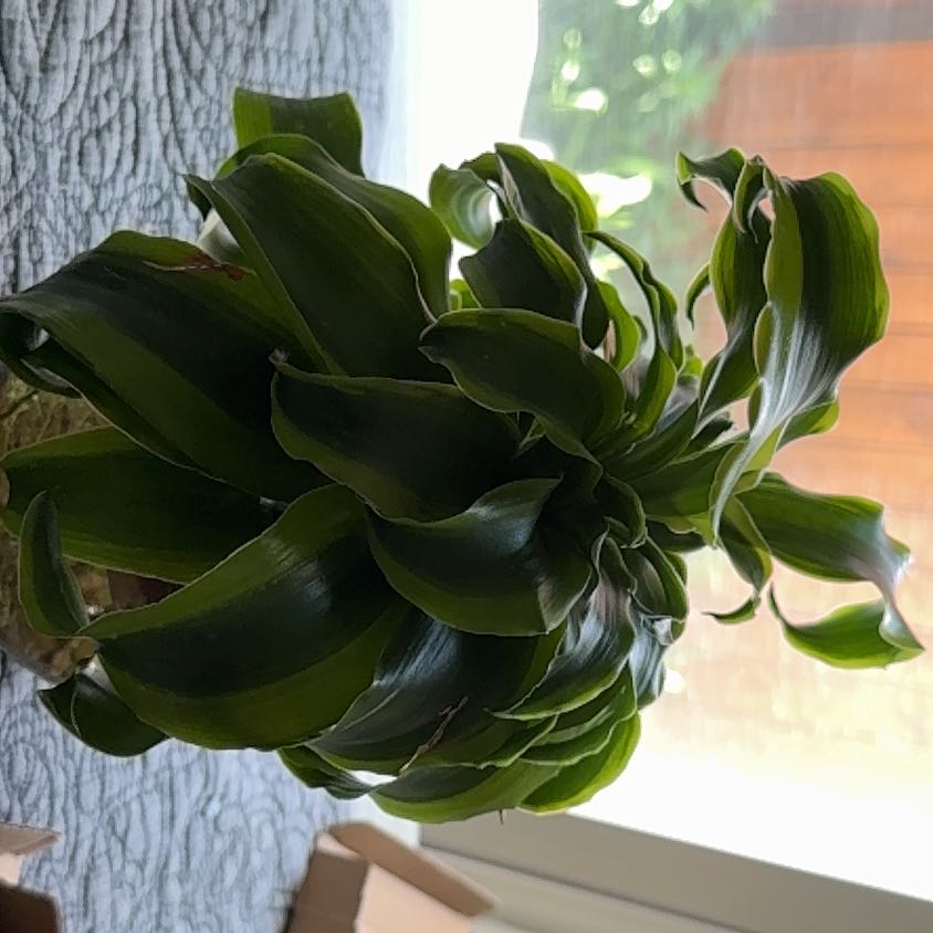 Photo of the plant species Dracaena 'Tornado' by @GreatCapeweed45 named Duke on Greg, the plant care app