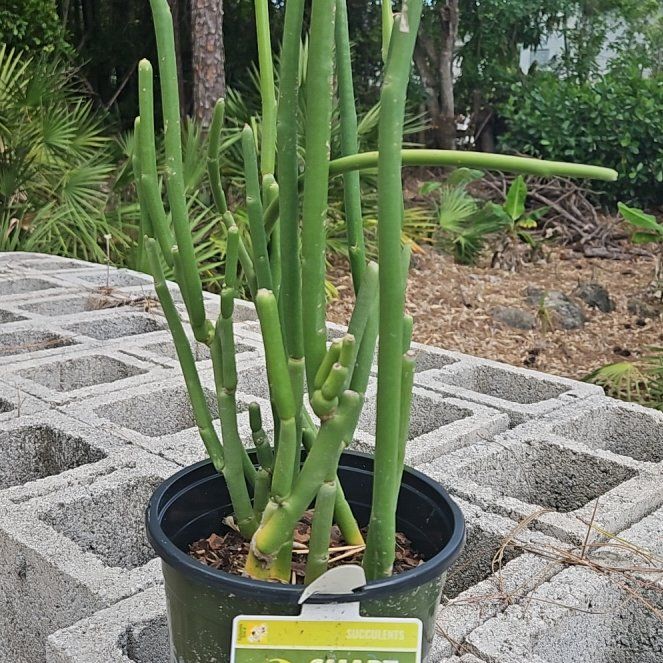 Photo of the plant species Pedilanthus macrocarpus by @YeahPigsears99 named Achilles on Greg, the plant care app