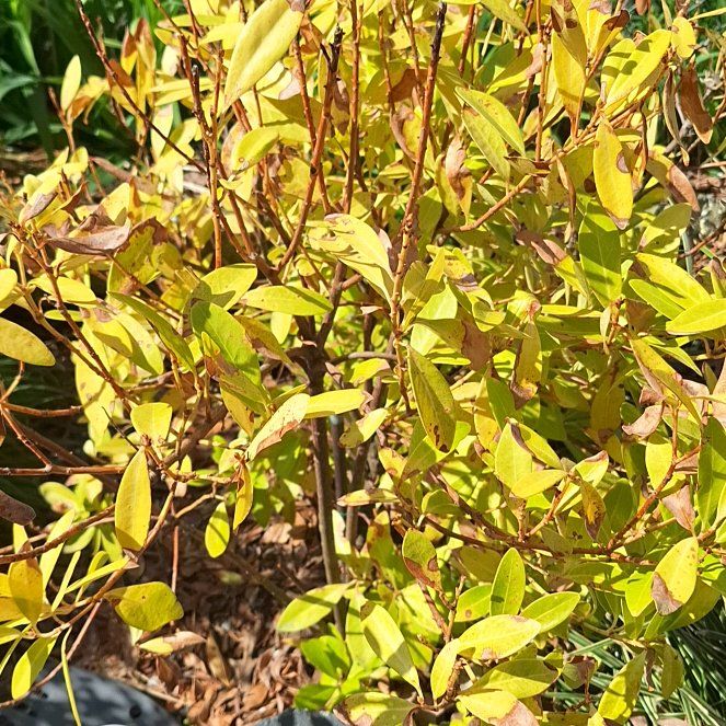 Photo of the plant species Willowleaf Meadowsweet by @DearPlanty22 named Gobi on Greg, the plant care app