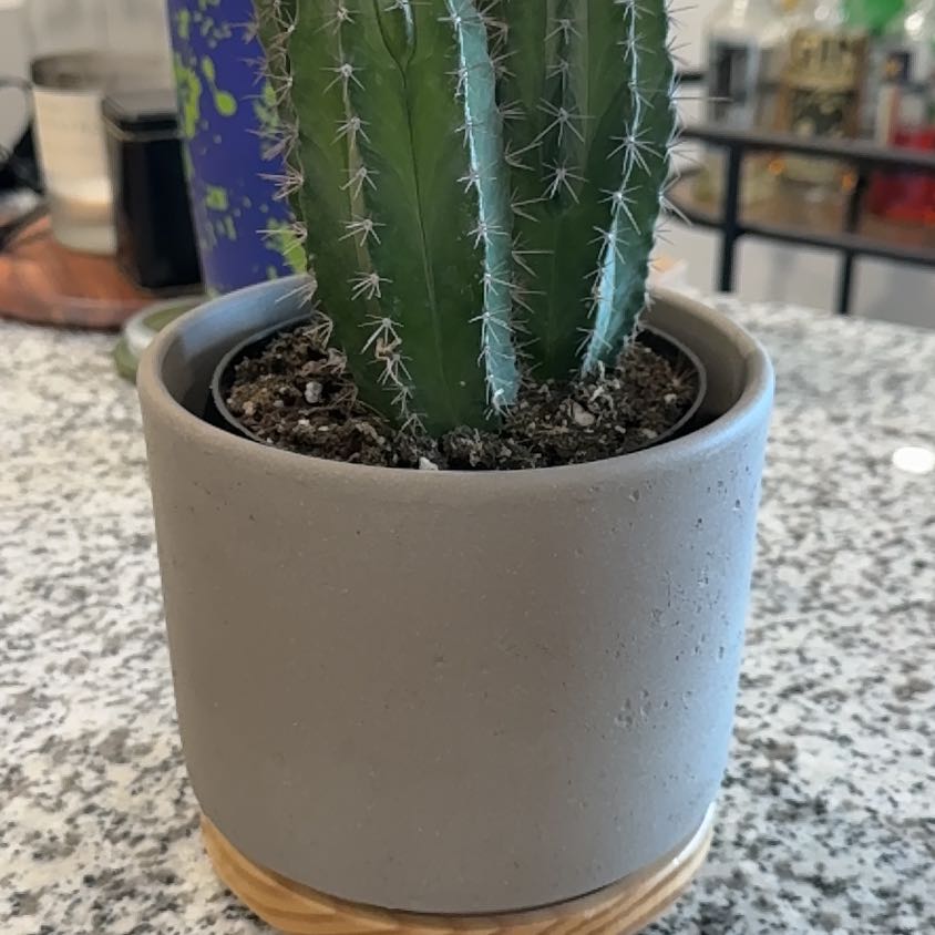 Photo of the plant species Polaskia chichipe by @HeavenlySalal28 named Rosa on Greg, the plant care app