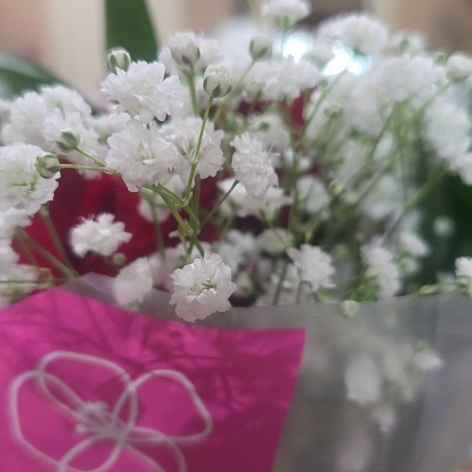 Photo of the plant species Baby's Breath by @SpeedyKiekie58 named Sir Plancelot on Greg, the plant care app