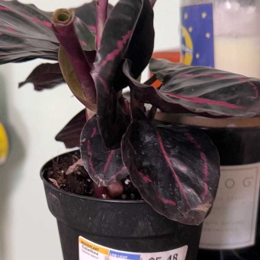 Photo of the plant species Peacock Plant by @AvidHenbane7 named Treeyoncé on Greg, the plant care app