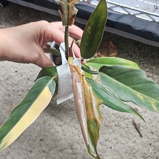 Photo of the plant species Caramel Marble Philodendron by @GermaneBacopa40 named Navajo on Greg, the plant care app