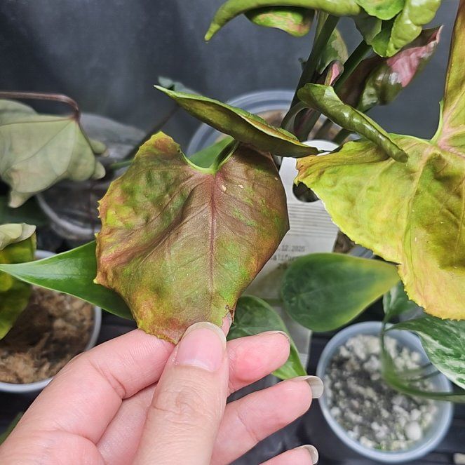Photo of the plant species Strawberry Ice Arrowhead Plant by @GermaneBacopa40 named Madonna on Greg, the plant care app