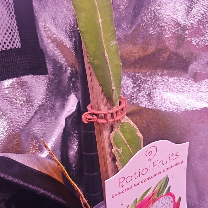 Photo of the plant species Red Dragon Fruit by @GermaneBacopa40 named Duke on Greg, the plant care app