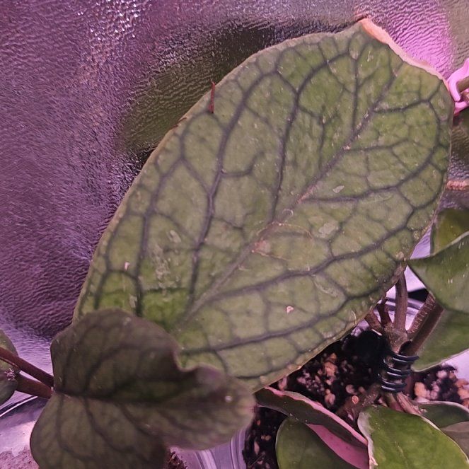 Photo of the plant species Hoya Chicken Farm by @GermaneBacopa40 named Elle on Greg, the plant care app