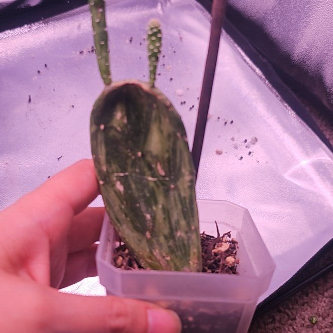 Photo of the plant species Variegated Prickly Pear Cactus by @GermaneBacopa40 named James Dean on Greg, the plant care app