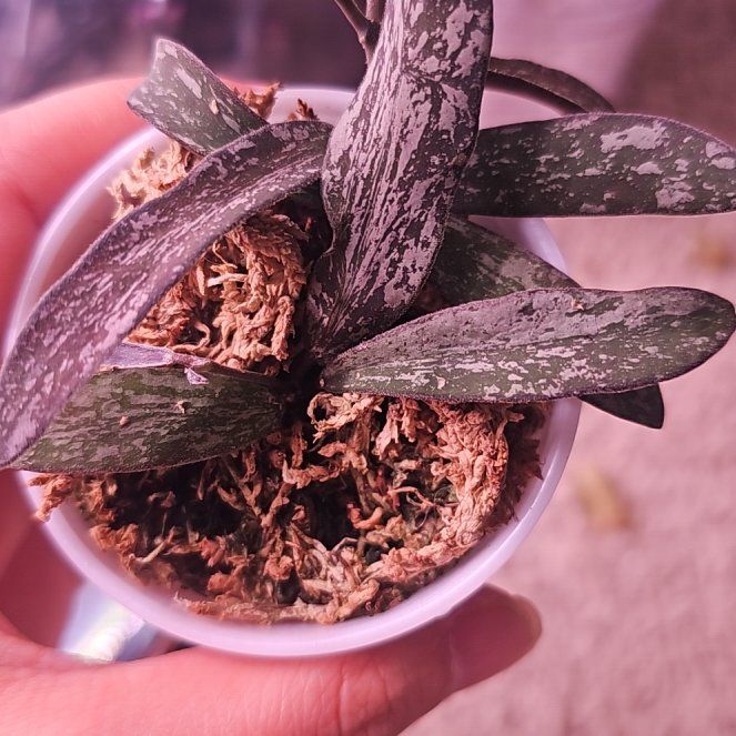 Photo of the plant species hoya sigillatis by @GermaneBacopa40 named Bodhi on Greg, the plant care app