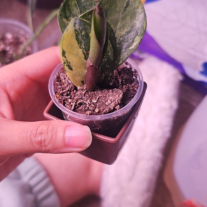 Photo of the plant species Variegated ZZ by @GermaneBacopa40 named ChloroPhil on Greg, the plant care app