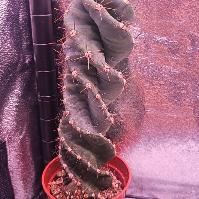Photo of the plant species Spiral Cactus by @GermaneBacopa40 named Miley on Greg, the plant care app