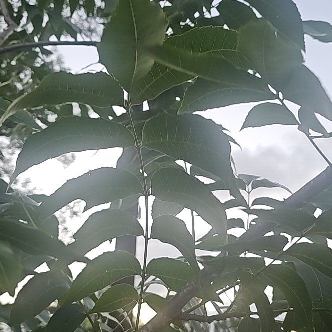 Photo of the plant species Pecan by @DurableMelon70 named Tree Diddy on Greg, the plant care app