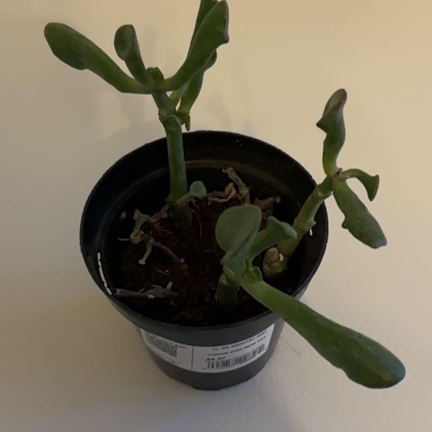 Photo of the plant species Ogre Ears by @SparklyGalega97 named Sage on Greg, the plant care app