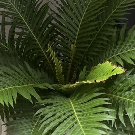 Photo of the plant species Silver Lady Fern by @SoigneMira54 named Surya on Greg, the plant care app