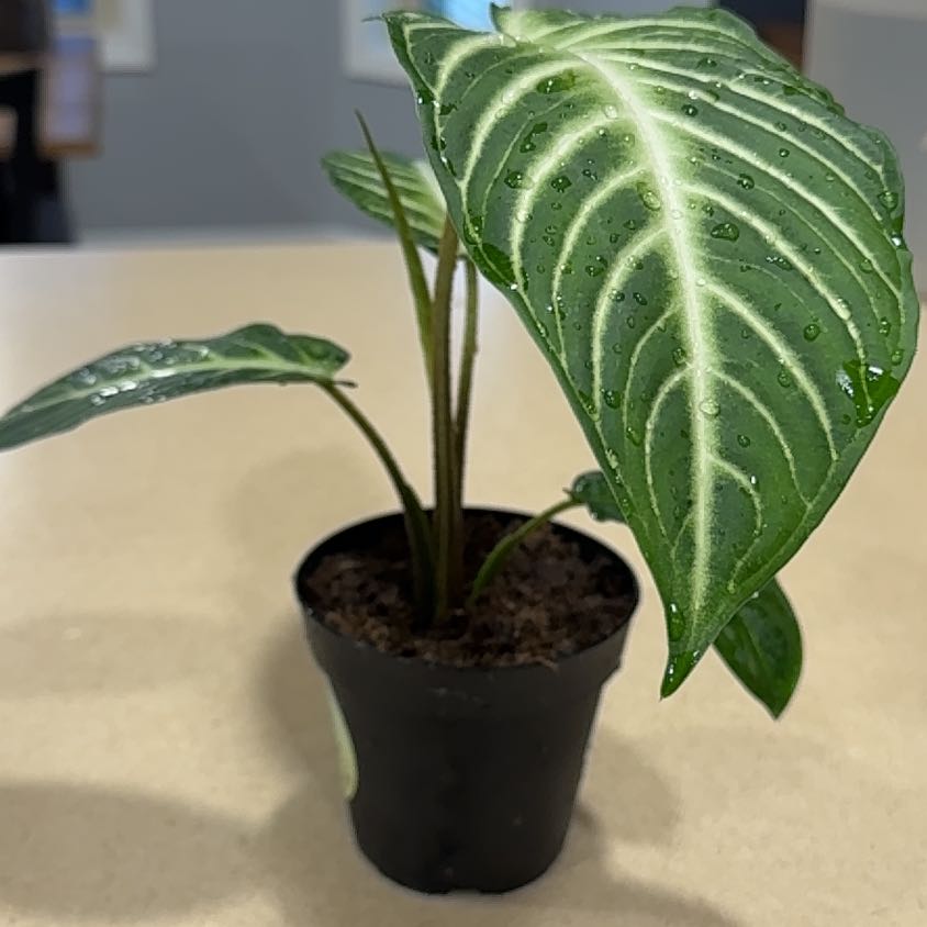 Photo of the plant species Magnificum by @FoxyCorn17 named Scarlett on Greg, the plant care app
