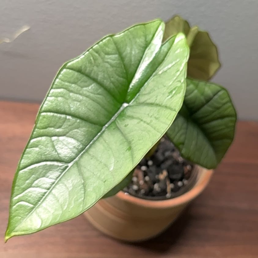 Photo of the plant species Alocasia Platinum by @FoxyCorn17 named Bodhi on Greg, the plant care app