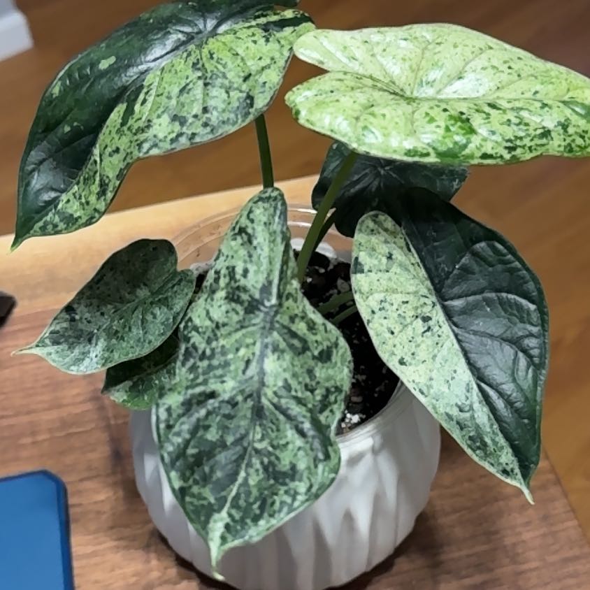Photo of the plant species Alocasia Dragon Scale mint Verigated by @FoxyCorn17 named Tolkien on Greg, the plant care app