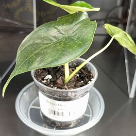Photo of the plant species Green Unicorn by @FoxyCorn17 named Greenie on Greg, the plant care app