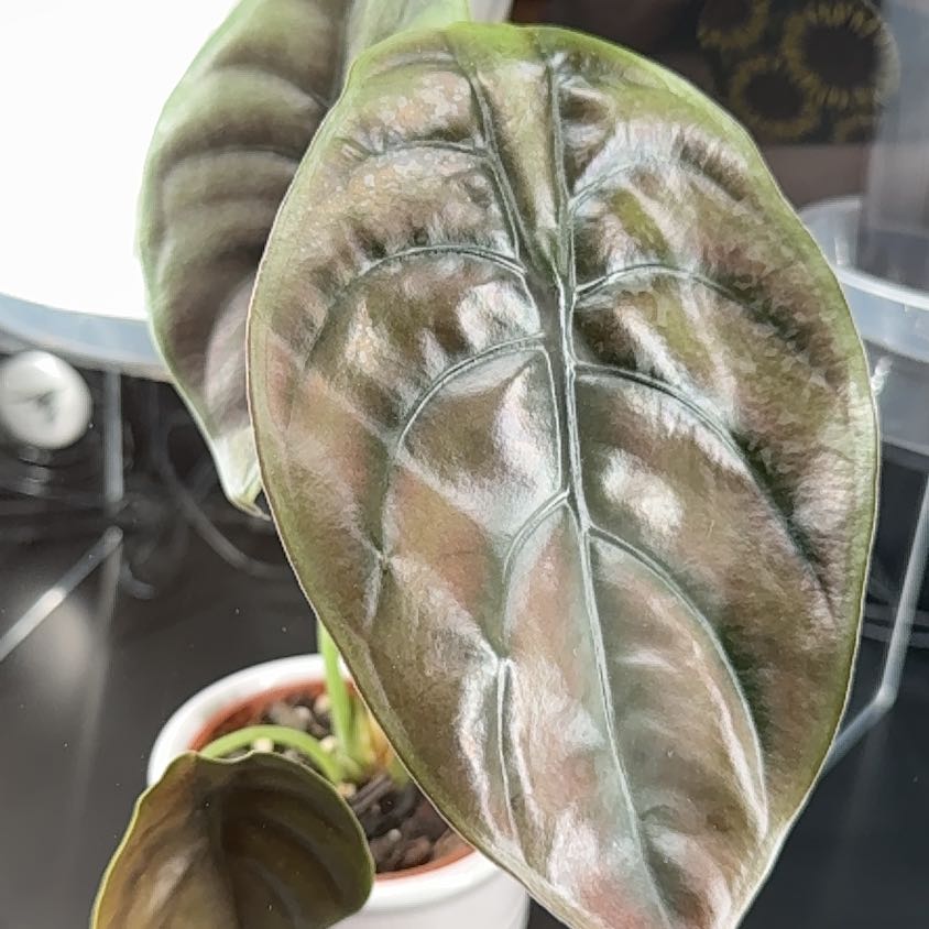 Photo of the plant species Red Secret Alocasia by @FoxyCorn17 named Red on Greg, the plant care app