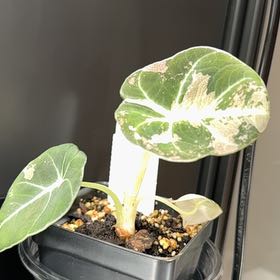 Photo of the plant species Alocasia Pink Black Velvet by @FoxyCorn17 named Cleopatra on Greg, the plant care app