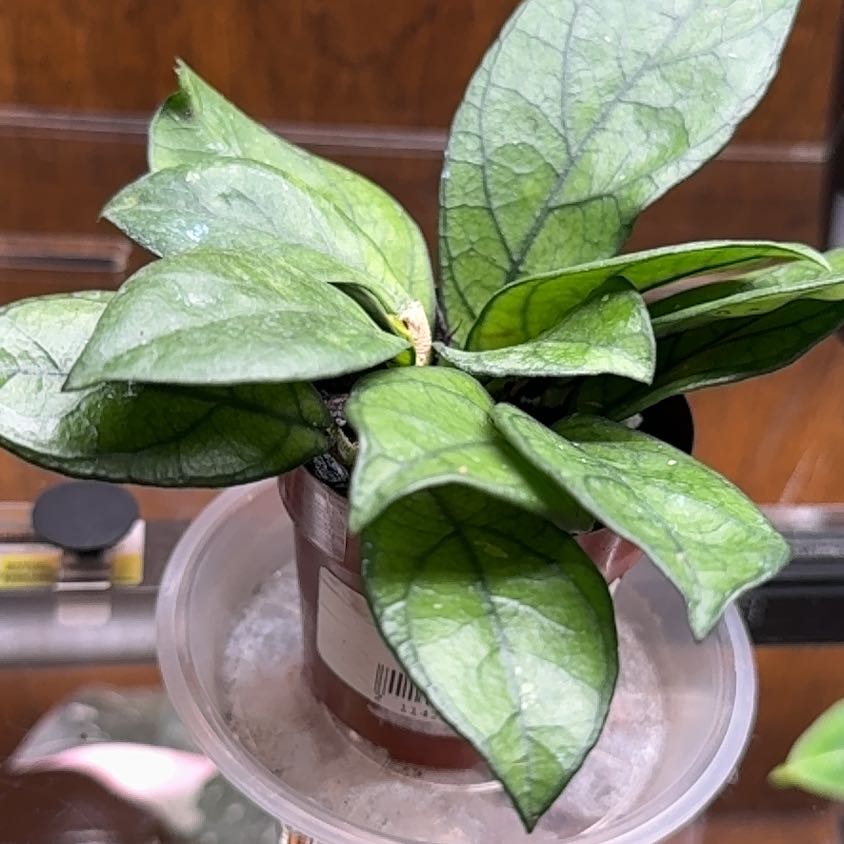 Photo of the plant species Hoya hainanensis by @FoxyCorn17 named Baesil on Greg, the plant care app