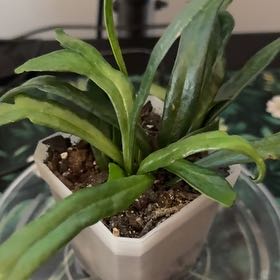 Photo of the plant species Blue Oil Fern by @FoxyCorn17 named Mando on Greg, the plant care app