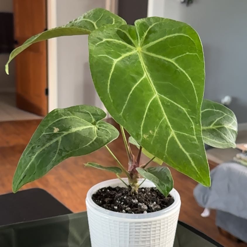 Photo of the plant species Anthurium 'Arching Amour Hearts Afire Velvet Leaf' by @FoxyCorn17 named Aria on Greg, the plant care app